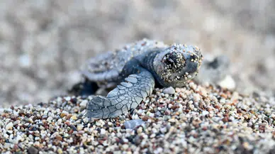 Çıralı ve Ulupınar'da Caretta Carettalar İçin Dev İş Birliği
