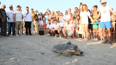 Antalya'da Engelli Caretta Caretta DOA İçin Seferberlik
