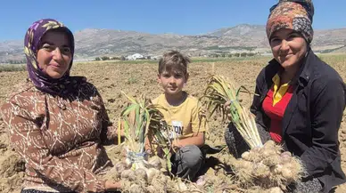 Elmalı Gilevgi Sarımsağında Tescil Öncesi İlk Hasat Heyecanı