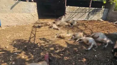 Mersin Silifke'de Kurt Dehşeti: 29 Koyun Telef Oldu
