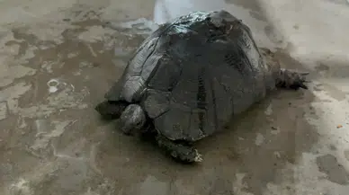Yangından Kurtarılan Yaralı Kaplumbağa İçin Zamanla Yarış!