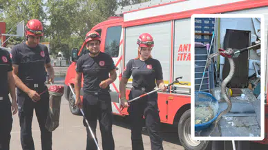 Antalya'da Yılan İhbarları Arttı: “Günde 10 Vakaya Müdahale”