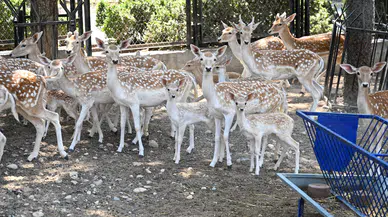 Tarsus Doğa Parkı'nda Yavru Sevinci! Aslandan Zebraya Birçok Türde Doğum Gerçekleşti