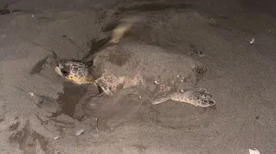 Kumsalda Gece Yarısı Sürprizi: Dev Carettaya Kamıştan Kalkan Kurdular!