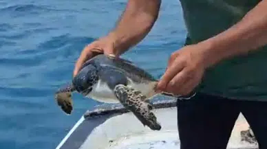 Samandağ’da Oltaya Takılan Caretta Caretta Son Anda Kurtarıldı