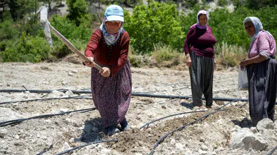 Mersin’de ‘Leklek’ Fasulyesi Seferberliği