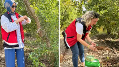 Aksu'da Nar Bahçelerini Kurtaracak Hamle: 27 Bin Böcek Salındı