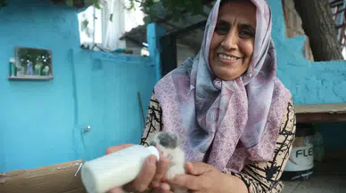 Annesiz Kalan 5 Yavru Kediye "Anne" Oldu: Geceleri Biberonla Besliyor