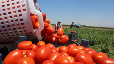 Tarlada Başka Pazarda Başka! Hataylı Üreticiden "Aracı" İsyanı