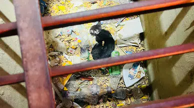 Mazgala Düşen Kedi İçin Seferber Oldular! İtfaiye Zamana Karşı Yarıştı