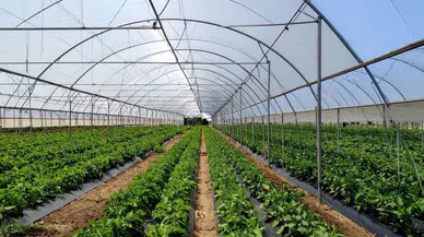 Antalya'daki Seracılar Dikkat! 2027 KOBÜKS Kayıt Dönemi Başladı