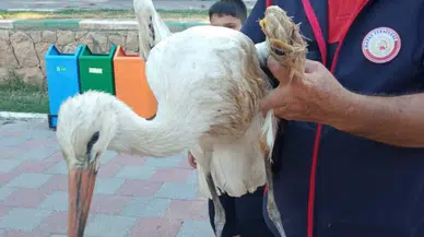 Hatay’da Gölde Mahsur Kalan Yaralı Leylek İtfaiye Tarafından Kurtarıldı