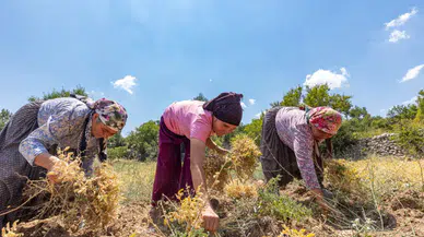 Ata Tohumları Yeniden Toprakla Buluştu! 5 Bin 460 Kilo Destek Verildi
