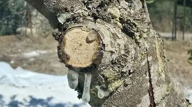 Muğla'da 11 Yıllık Hasat Meyvesini Verdi: İlk Sakız Hasadı
