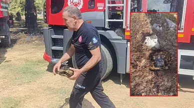 Manavgat Orman Yangınında Toprağa Sığınan Kaplumbağa Kurtarıldı