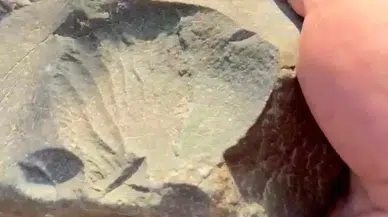 İznik Gölü Çekilince 70 Milyon Yıllık Pekten Fosili Bulundu
