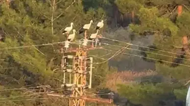Mersin'de Elektrik Direğine Konan Leylekler Akıma Kapıldı! 3 Leylek Telef Oldu
