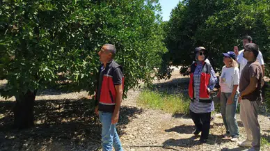 Finike ve Kumluca’da Turunçgil Mesaisi: Rekolte Tespiti İçin Sahaya İndiler