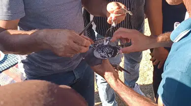 Toroslar’ın Zirvesinde Yem Edilen Güvercin Özgürlüğüne Kavuştu