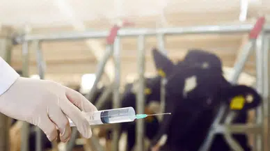 Çiftçilere 688 Milyon TL’lik Destek Ödemesi: Hesapları Kontrol Edin