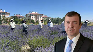 Antalya'da Aromatik Bitki Rekoltesi Yağışlarla Yüzde 40 Arttı