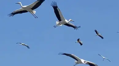 Hatay'da Yüzlerce Leyleğin Göç Yolculuğu Görsel Şölen Oldu