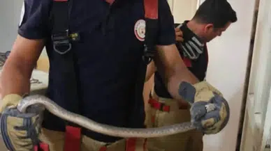 Hatay'da Mahalle Aralarına Giren Yılanlar Korkuttu! Doğaya Bırakıldı