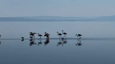 Tuz Gölü’nde Sevimli Flamingo Ailesi Kamerada: Sondaki Yavruya Dikkat!