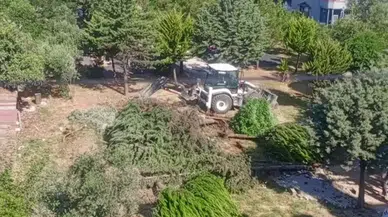 Taziye Evi İçin Çam Ağaçları Söküldü! Depremzedeler İsyan Etti