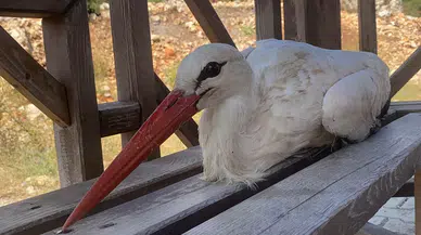 Mersin'de Bitkin Düşen Leylek Gençler Tarafından Kurtarıldı