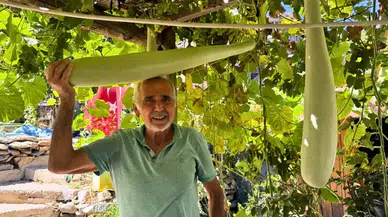 İbradı'da 96 Santimetrelik Su Kabağı Yetiştirdi: Hedef 1,5 Metre!