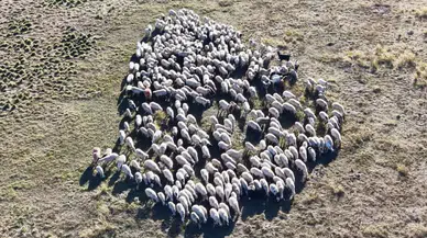 150 Bin Lira Maaşa Bakan Yok: Tunceli'de Çoban Krizi Büyüyor