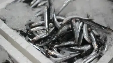 Karadeniz’de Çifte Bereket: Palamut ve Hamsi Kapış Kapış Satıldı
