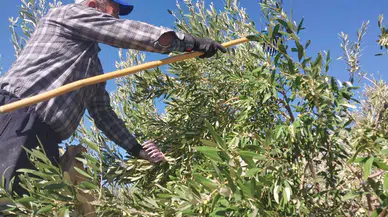 Mersin'de Zeytin Hasadı Başladı: 300 Bin Ton Rekolte Bekleniyor