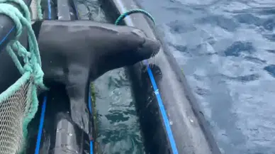 Antalya'da Nesli Tükenme Tehlikesi Olan Akdeniz Foku Kurtarıldı