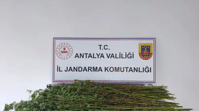Serik'te Jandarmadan Kenevir Operasyonu: 80 Kök Ele Geçirildi