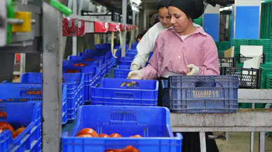 Antalya Pazarında Dengeler Değişti: Domateste Rekor Artış
