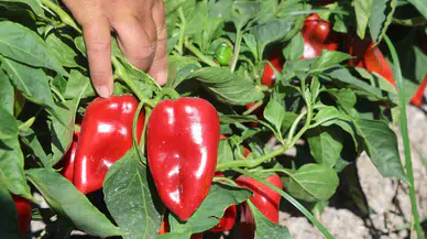Amik Ovası'nda Kapya Biber Hasadı: Tarlada 20, Manavda 100 TL