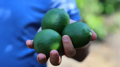Adana'da Limon Hasadı Başladı: Üretici Savaş ve Pazar Engeline Takıldı
