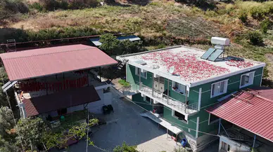 Hatay’da Kırmızı Telaş: Kurutmalık Biberler Balkonları Süsledi!