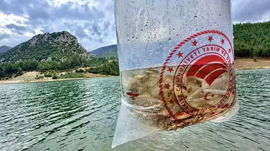 Mersin'de Su Kaynaklarına 347 Bin Yavru Sazan Bırakıldı