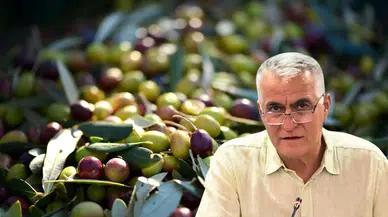 Antalya'da Zeytin Rekoltesi 70 Bin Tona Ulaşacak! Üretici Taban Fiyat İstiyor