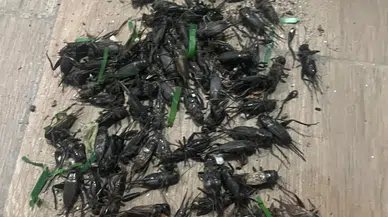 Adana’da Cırcır Böceği Alarmı! Gece Sesleri Vatandaşlara Uykuyu Zehir Ediyor