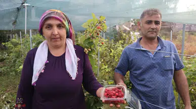 Kadın Çiftçiden İlke İmzası: Ahududunun Kilosu 500 Liradan Satılıyor