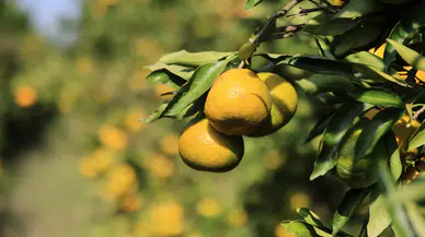 Adana’da Mandalina İhracat Sıkıntısı Fiyatları Düşürdü: Dalında 3 Liraya Kadar Geriledi