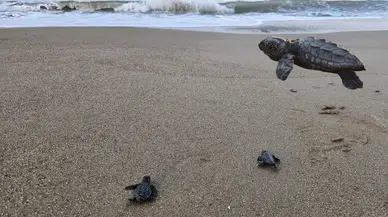 Belek'te Sezon Bitti, Nöbet Bitmedi: 100 Bin Caretta Akdeniz'le Buluştu