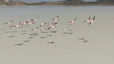 Burdur’un Kuruyan Yarışlı Gölü Canlandı: Flamingolar Geri Döndü