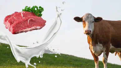 Kırmızı Et ve Süt Üretimi Kan Kaybediyor: TÜİK Verileri Açıklandı!