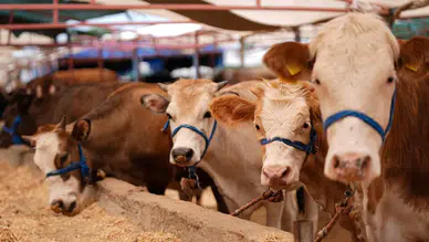Kurban Pazarlarında Elde Kalan Hayvanlar Ne Olacak? Fiyat Listesi ve Şartlar Açıklandı
