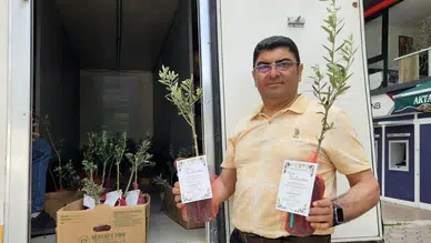Bucak'ta Belde Başkanı 5 Bin Zeytin Dağıttı, Oğlunun Düğününe Davet Etti
